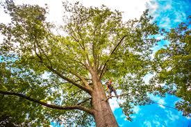 How Our Tree Care Process Works  in  Gilbertsville, PA